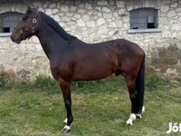 Horse (M), Hungarian horse breed — photo 1