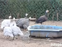Guinea fowl — फ़ोटो 1