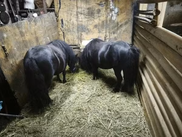 Klisna, Koně — Maďarsko