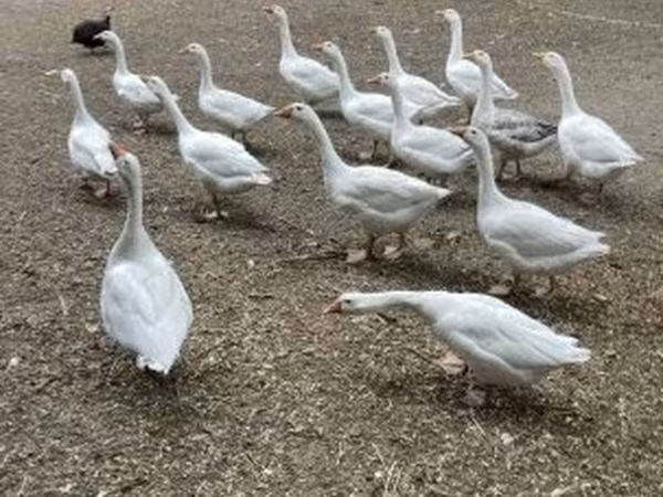 Geese — Hungría