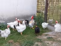 Chickens — photo 1