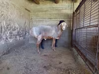 Widder, Arashan sheep — Foto 3