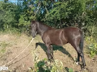 Stute, Nonius horse — Foto 4