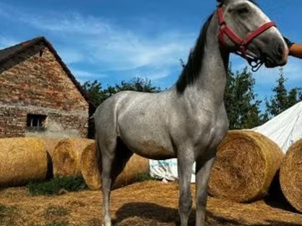 Hing, Lipizzaner