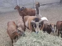 Kos, Cameroon sheep — 2. fotó