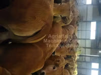 Tehén, Aubrac cattle — 2. fotó