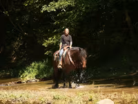 Horse (M), Racking Horse — photo 4