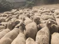 Ovce, Merino sheep — foto 3