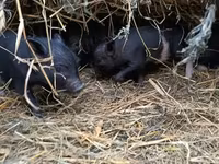 母猪, Pigs — 照片 2
