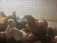 Chickens — foto 2