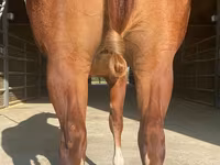 Hing, Quarter Horse — 2. fotó