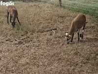 Juh, Cameroon sheep — 3. fotó