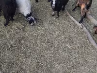 Goats (batch, sex not specified), Goats — photo 1