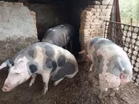 Boar, Pigs — photo 1