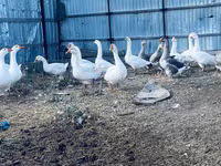 Geese — फ़ोटो 3