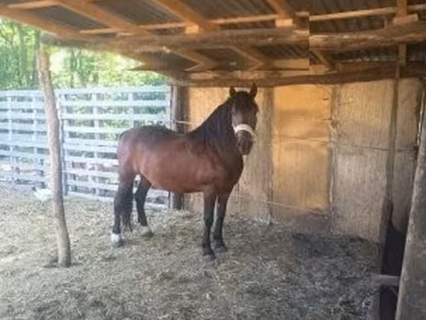 Jument, Chevaux