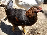 Chickens — 照片 3