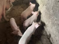 Sow, Pigs — photo 1