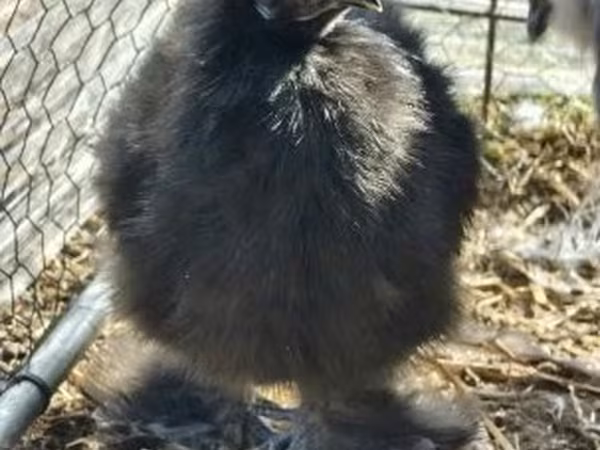 Silkie — Hungary