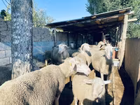Kos, Merinoland sheep — 1. fotó