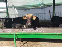 Cattle (batch, sex not specified), Cattle — photo 2
