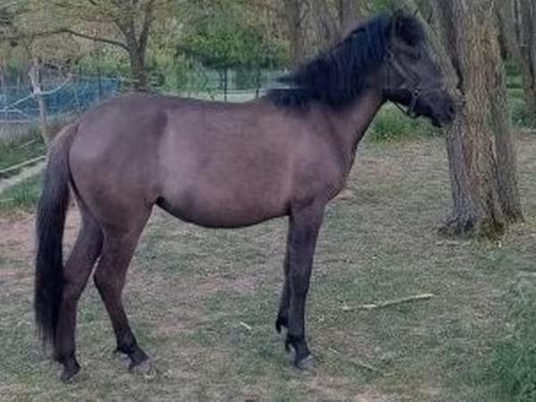 Yegua, Hucul pony