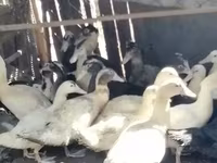 Ducks — photo 3