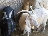 Cabra, Cabras — foto 1