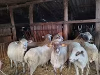 母羊, Ile-de-France sheep — 照片 7