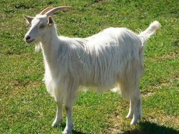 Koza, Kozy — Maďarsko