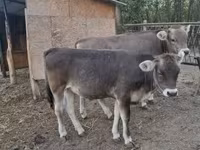 ثور, بازاديز — الصورة 2