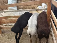 Bélier, Moutons — photo 4