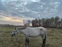 Égua, Horse breed — foto 6