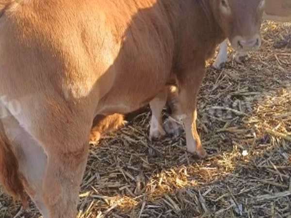 Touro, Simmental cattle