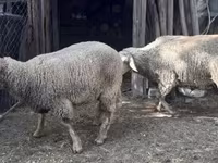 母羊, Sheep — 照片 6