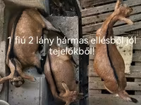 Dişi keçi, Keçilər — foto 1