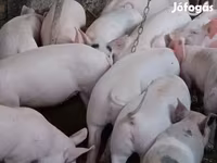 母猪, Крупная белая — 照片 1