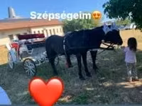 Kanca, Nonius horse — 1. fotó