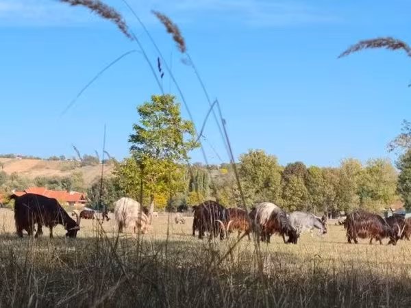 母牛, Hungarian Grey breed
