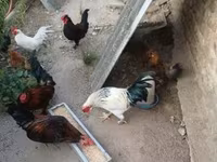 Chickens — फ़ोटो 6