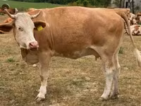 母牛, Simmental cattle — 照片 2