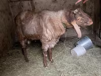 Cabro, Nubian Goat — foto 7