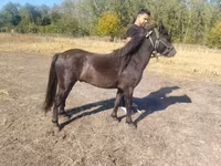 公马, Horses — 照片 4