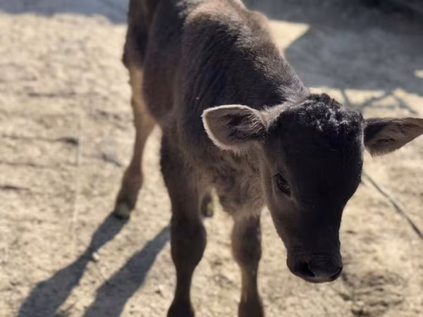 Toro, Brown Latvian
