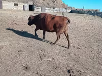 Tehén, Latvian Blue cattle — 2. fotó