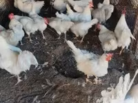Chickens — zdjęcie 3