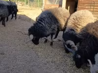 Kos, Racka sheep — 2. fotó