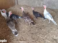 Turkeys — 照片 2