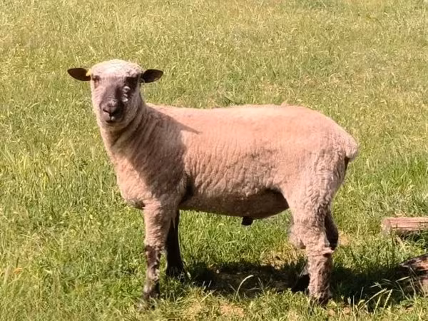公羊, Shroshire sheep