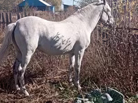 Kobyła, Orlov Trotter — zdjęcie 1